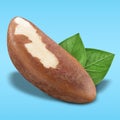 Brazil nut on pastel blue background. Closeup one Brazil nut without shell with green leaves as package design element