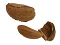 Brazil nut in shell Royalty Free Stock Photo