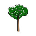 brazil nut tree color icon vector illustration Royalty Free Stock Photo