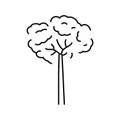 brazil nut tree line icon vector illustration Royalty Free Stock Photo