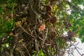 Brazil nut tree orange flower. Royalty Free Stock Photo