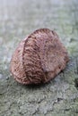 Brazil nut on wooden background Royalty Free Stock Photo