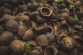 Brazil Nuts shell Royalty Free Stock Photo