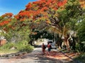 Holidaymakers people walking under Quaresmeira tree in Buzios Royalty Free Stock Photo