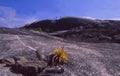 Brazil: The stone formations at the coastal boarder of the states Maranhao and Piau Royalty Free Stock Photo