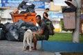 Brazil- street dweller seated next to trash can and trash bags