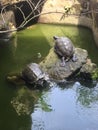 Turtles sunbathe on a sunny morning Royalty Free Stock Photo