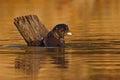 Brazil wildlife. Giant Otter, Pteronura brasiliensis, portrait in the river water level, Rio Negro, Pantanal, Brazil. Wildlife Royalty Free Stock Photo