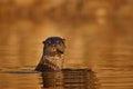 Brazil wildlife. Giant Otter, Pteronura brasiliensis, portrait in the river water level, Rio Negro, Pantanal, Brazil. Wildlife Royalty Free Stock Photo