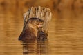 Brazil wildlife. Giant Otter, Pteronura brasiliensis, portrait in the river water level, Rio Negro, Pantanal, Brazil. Wildlife Royalty Free Stock Photo