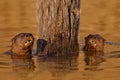 Brazil wildlife. Giant Otter, Pteronura brasiliensis, portrait in the river water level, Rio Negro, Pantanal, Brazil. Wildlife Royalty Free Stock Photo
