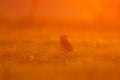 Brazil wildlife, sunset with owl. Burrowing Owl, Athene cunicularia, night bird with beautiful evening sun light, animal in the