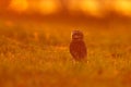 Brazil wildlife, sunset with owl. Burrowing Owl, Athene cunicularia, night bird with beautiful evening sun light, animal in the