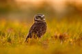 Brazil wildlife, sunset with owl. Burrowing Owl, Athene cunicularia, night bird with beautiful evening sun light, animal in the