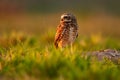 Brazil wildlife, sunset with owl. Burrowing Owl, Athene cunicularia, night bird with beautiful evening sun light, animal in the