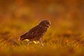 Brazil wildlife, sunset with owl. Burrowing Owl, Athene cunicularia, night bird with beautiful evening sun light, animal in the