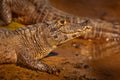 Brazil wildlife. Yacare Caiman, Pantanal, Brazil. Detail portrait of danger reptile. Crocodile in river water, evening light. Royalty Free Stock Photo