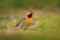 Brazil woodpecker. Campo Flicker, Colaptes campestris, exotic woodpecker in the nature habitat, bird sitting in the grass, yellow