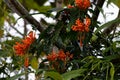 Brazilan flame vine a.k.a. trumpet creeper Royalty Free Stock Photo