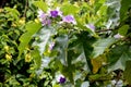 Brazilean Potato Tree, Solanum wrightii