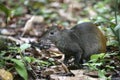 Brazilian agouti, Dasyprocta leporina Royalty Free Stock Photo