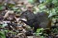 Brazilian agouti, Dasyprocta leporina Royalty Free Stock Photo