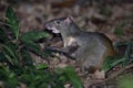 Brazilian agouti, Dasyprocta leporina Royalty Free Stock Photo