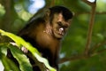 Brazilian animal: monkey in the forest (macaco-prego