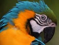 Brazilian Arara living in Africa Royalty Free Stock Photo