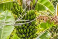 Brazilian banana tree