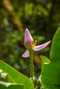 Brazilian banana tree