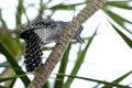 Barred Antshrike Royalty Free Stock Photo