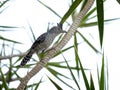 Barred Antshrike Royalty Free Stock Photo