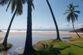 Brazilian beach with palm trees