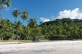 Brazilian beach with palm trees