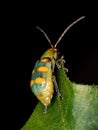 Brazilian Beetle