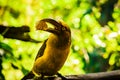 Brazilian bird, banana acari Royalty Free Stock Photo