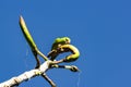 Brazilian bird Maritaca - Pionus maximiliani - feeding on fruit on tree Royalty Free Stock Photo