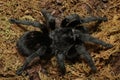 Brazilian Black Tarantula Grammostola pulchra