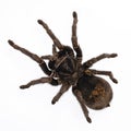 Brazilian black tarantula spider on white background