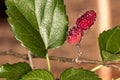 Brazilian Blackberry MORUS CELTIDIFOLIA on mulberry close up photo - Macro photo of brazilian balckberry on mulberry