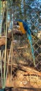 Brazilian blue-and-yellow macaw in keeper