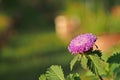 Brazilian button flower, Centratherum, Larkdaisy; flower Royalty Free Stock Photo