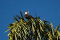 Brazilian carcara (caracara plancus)