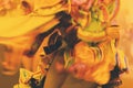 Brazilian Carnival. Dancing in bright tropical colors. Toning.Shallow depth of field