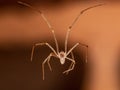 Brazilian Cellar Spider