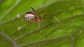 Brazilian Cobweb Spider