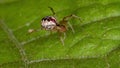 Brazilian Cobweb Spider