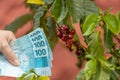 Brazilian Coffee, Coffee Bush and a bundle of Brazilian 100 reais notes, The cost of coffee production in Brazil Royalty Free Stock Photo