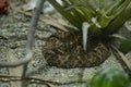 Brazilian Common Lancehead Viper Royalty Free Stock Photo